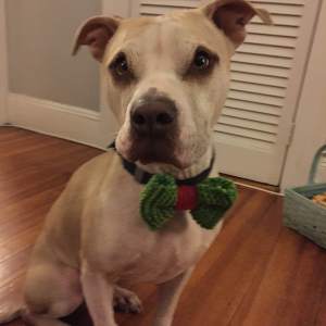 Hans, dressed festively for the holidays