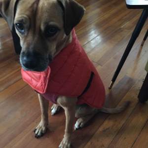 Lily was really thankful to have a coat this past winter!