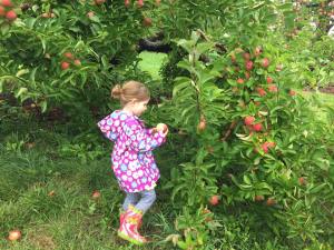 apple-picking
