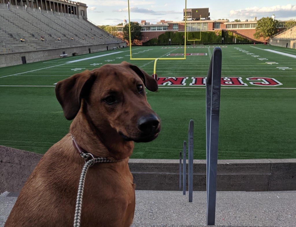 Durango, the dog of an HGSE student, explores the Harvard Football Stadium