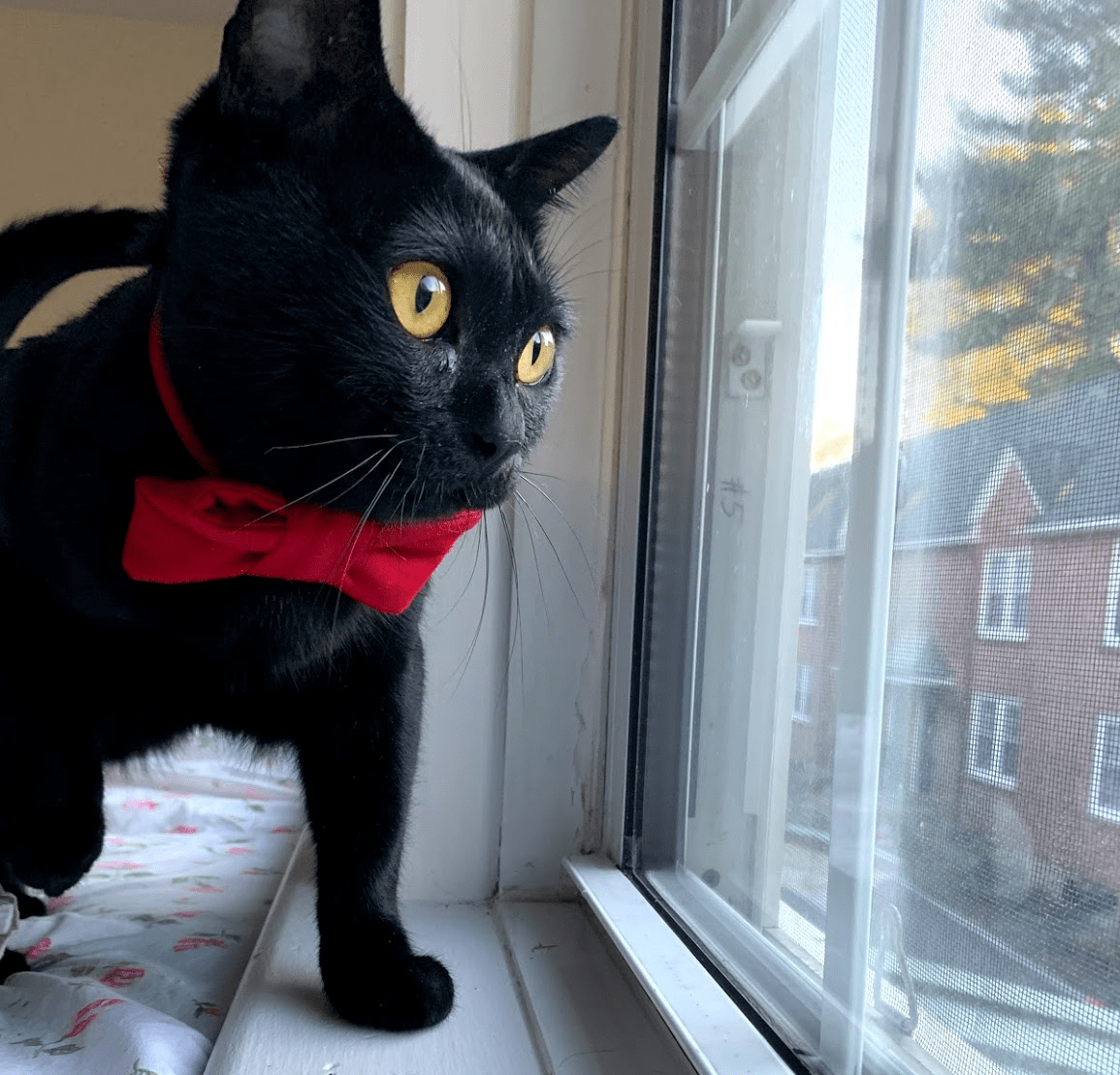 Cat in bowtie